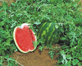 Top Gun, (F1) Watermelon Seeds