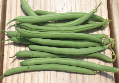 Topcrop, Bean Seeds