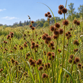 Torrey's Rush, Juncus Seed