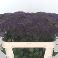 Lake Michigan Purple, (F1) Trachelium Seed