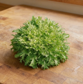 Tres Fine Maraichere Olesh, Chicory Seeds