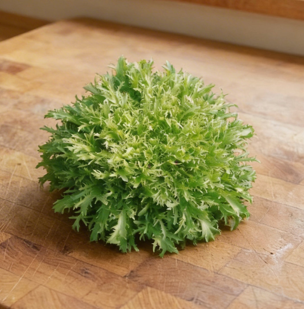 Tres Fine Maraichere Olesh, Chicory Seeds