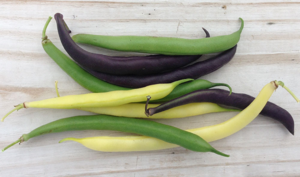 Colorful Garden Blend, Bean Seeds
