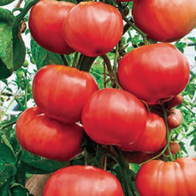 Trip-L-Crop, Tomato Seeds