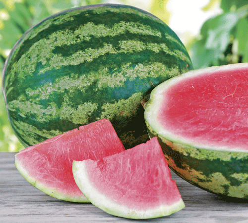 Triple Crown Seedless, (F1) Watermelon Seed