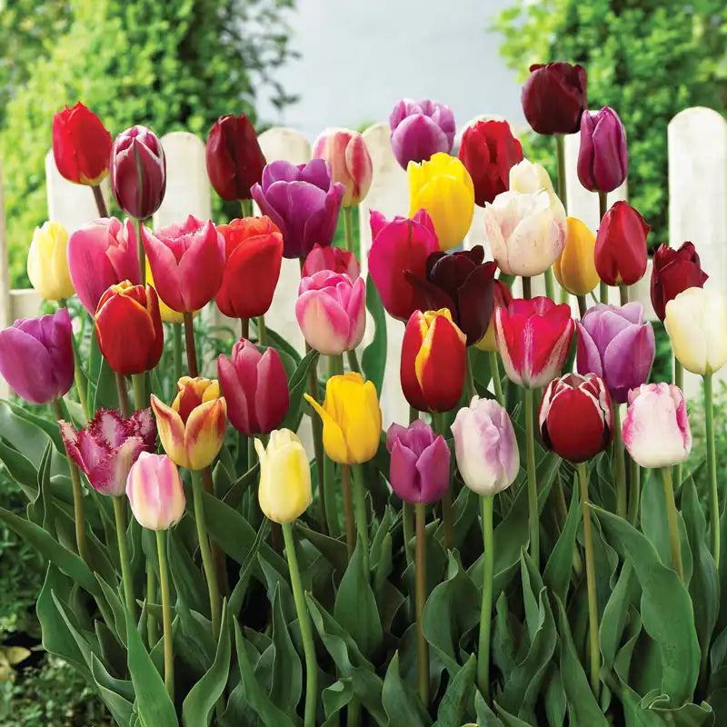 Triumph Mix, Tulip Bulbs