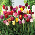 Triumph Mix, Tulip Bulbs