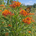 Tropical, Milkweed Seed