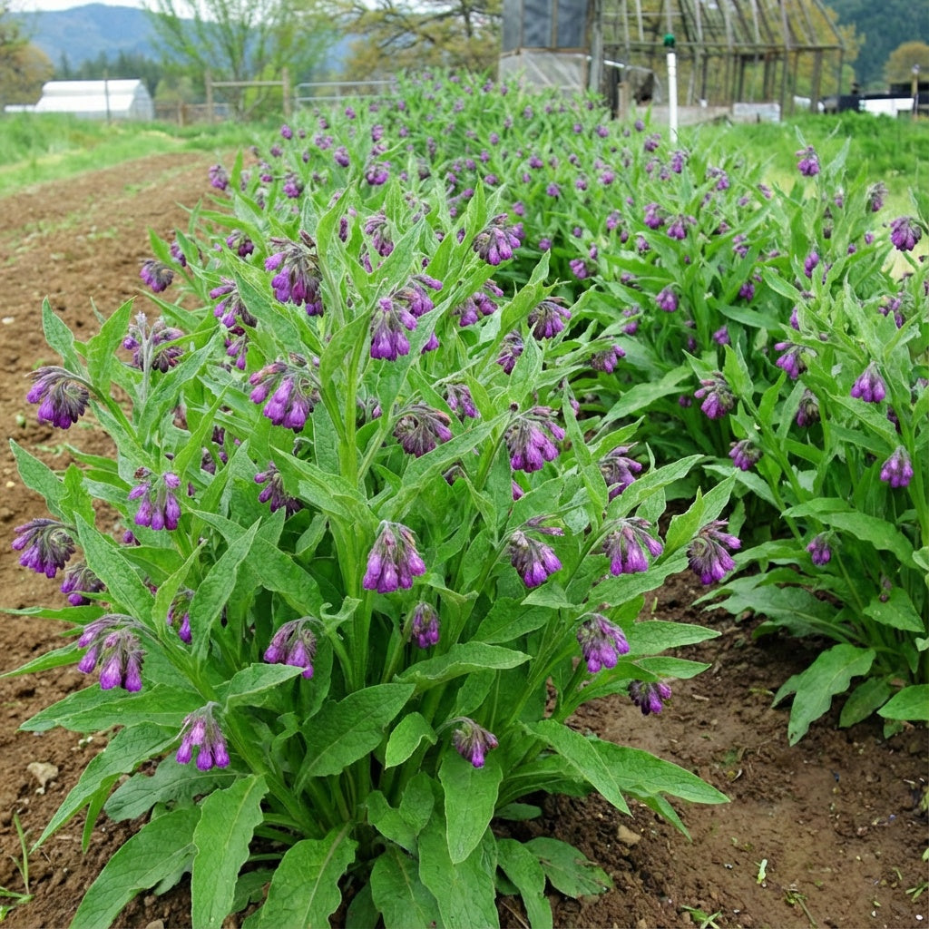 True, Comfrey Seed