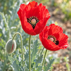 Turkish Tulip, Poppy Seeds
