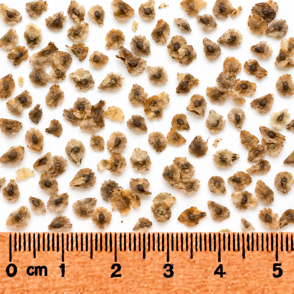 Pink, Turtlehead Seed