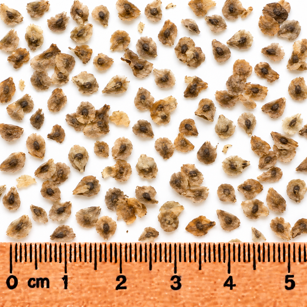 Pink, Turtlehead Seed
