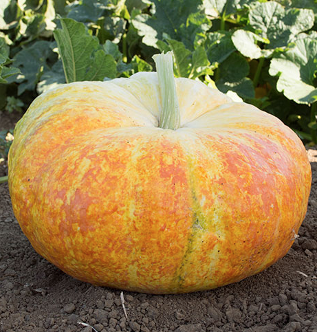 Ugly Duckling, Pumpkin Seeds
