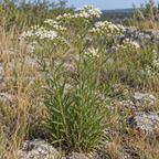 Upland White, Goldenrod Seeds