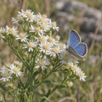 Upland White, Goldenrod Seed