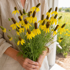 Prairie Coneflower cut flowers