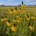 Prairie Coneflower in nature
