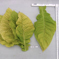 Virginia 724, Tobacco Seed