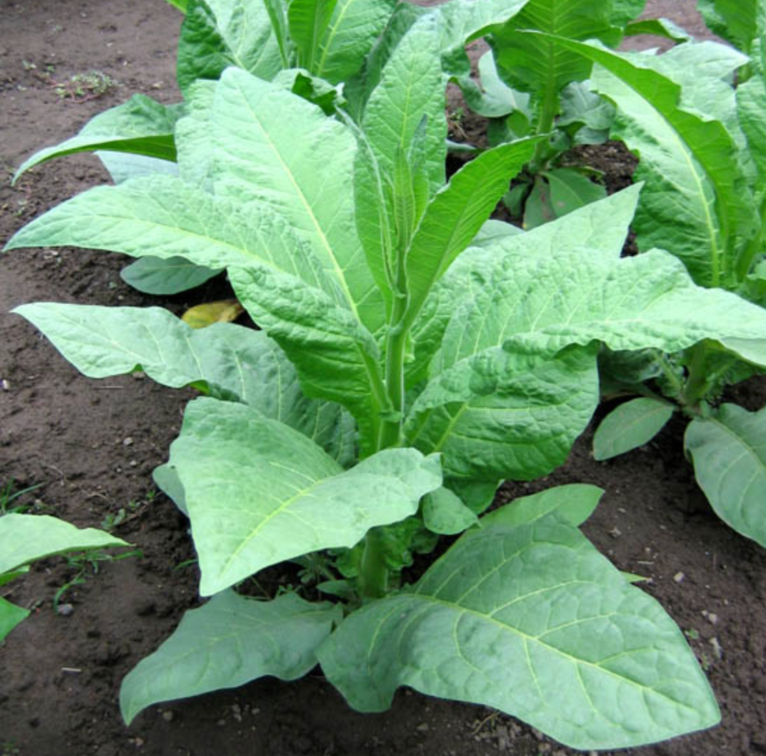 Virginia 355, Tobacco Seed