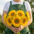 Vincent's® Fresh, (F1) Sunflower Seeds