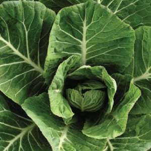 Vates, Collard Seed