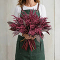 Velvet Curtains, Amaranthus Seeds