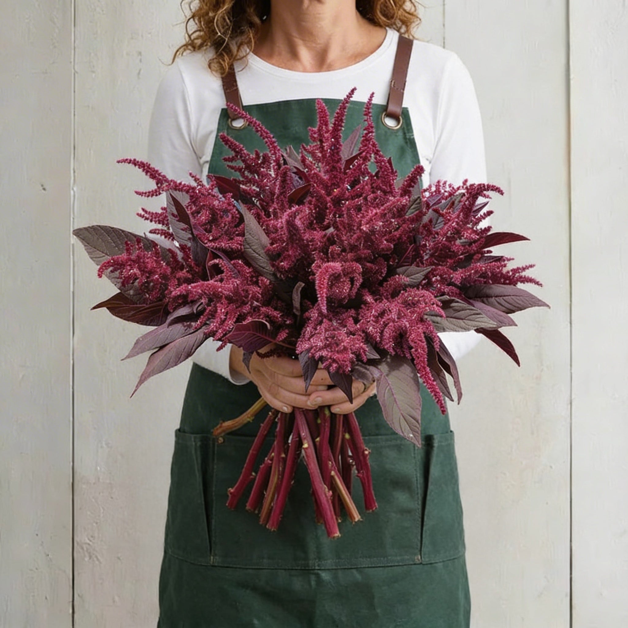 Velvet Curtains, Amaranthus Seeds