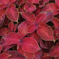 Velvet Red Wizard, Coleus Seeds
