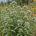 Virginia, Mountain Mint Seed