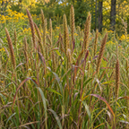 Virginia Wild Rye, Ornamental Grass Seed