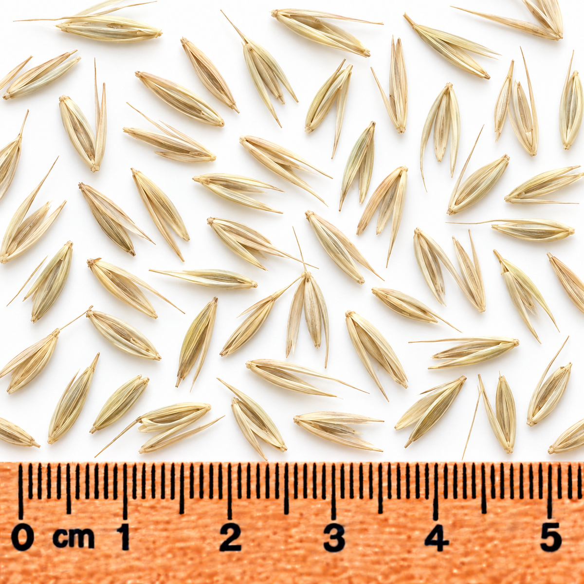 Virginia Wild Rye, Ornamental Grass Seed