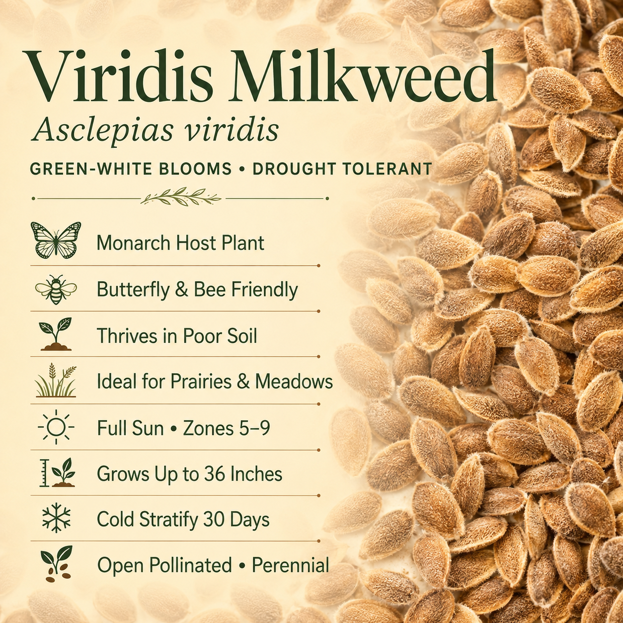 Viridis Milkweed growing attributes