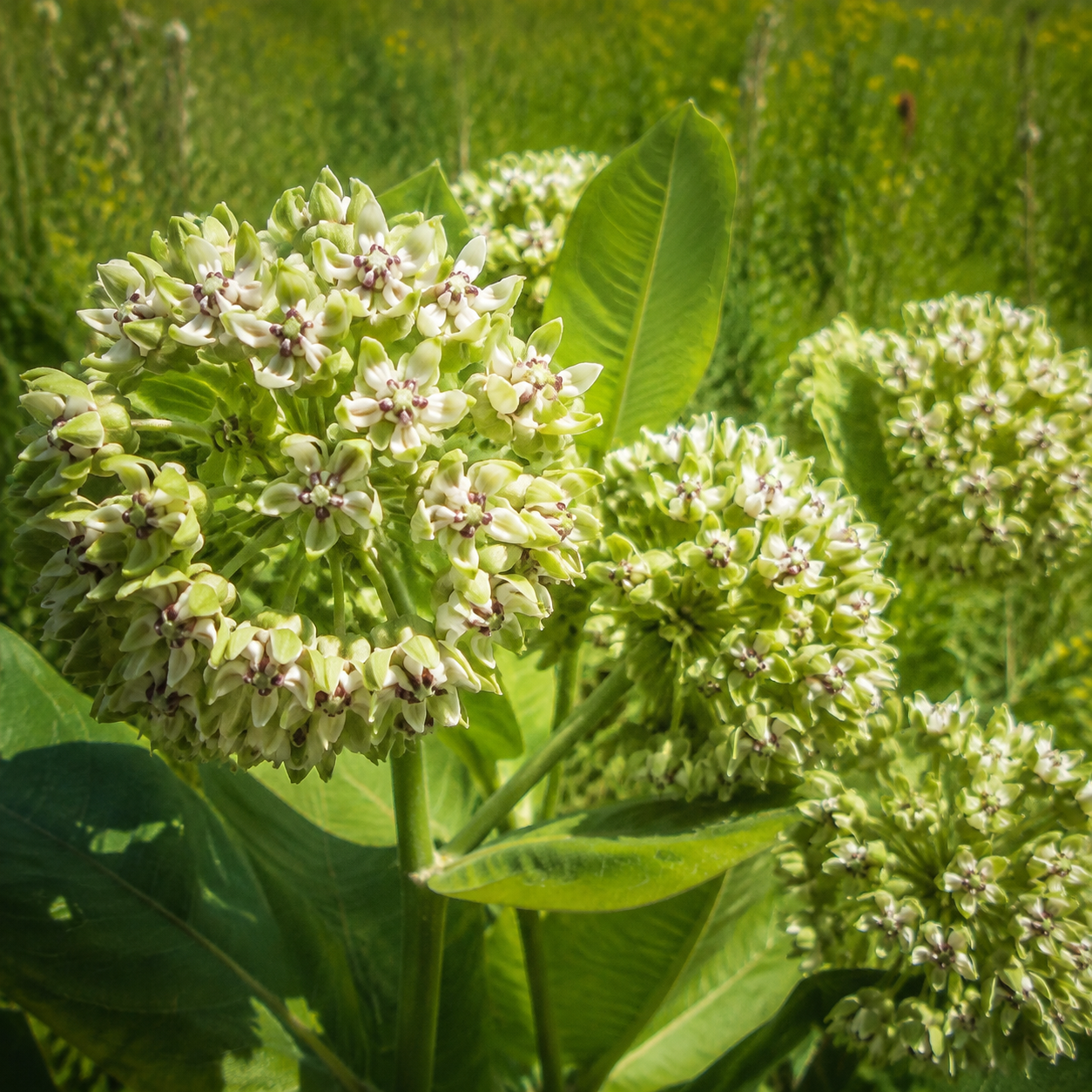 Viridis Milkweed plant