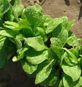 Viroflay, Spinach Seeds