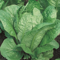 Vivian, Lettuce Seeds