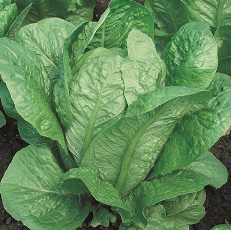 Vivian, Lettuce Seeds