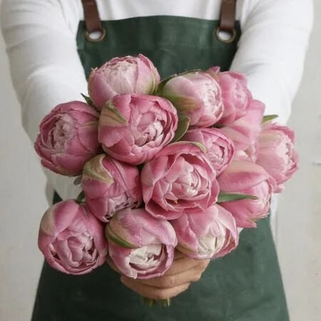Vogue, Tulip Bulbs