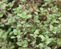 Vulgaris, Thyme Seed