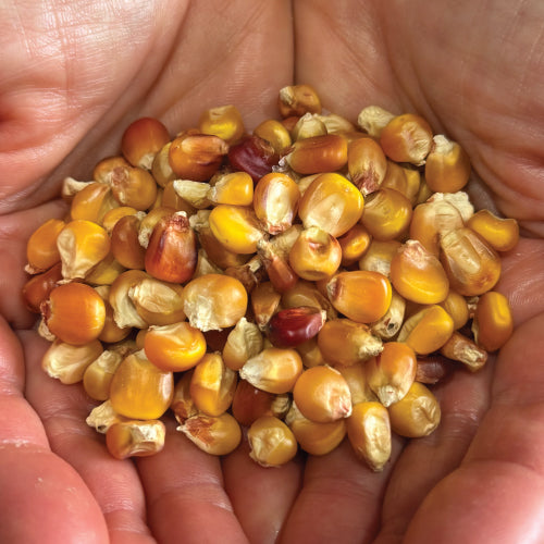 Wapsi Valley, Corn Seed