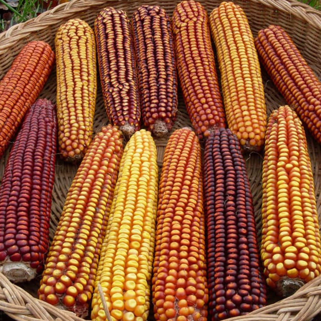 Wapsi Valley, Corn Seed