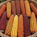 Wapsi Valley, Corn Seed