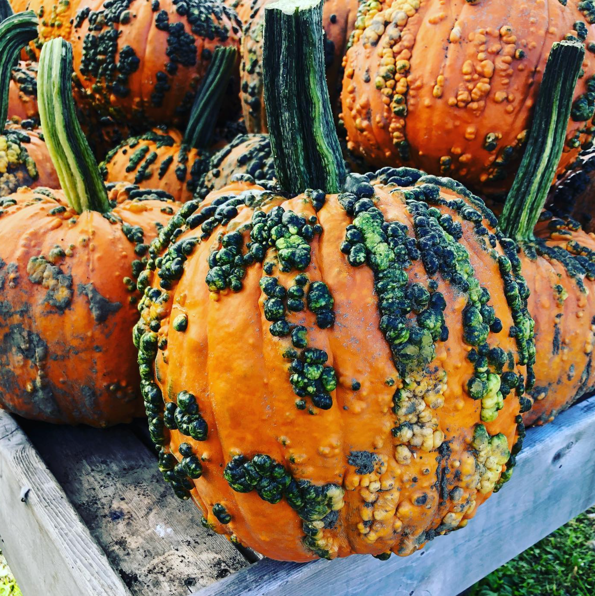 Warty Goblin, (F1) Pumpkin Seeds
