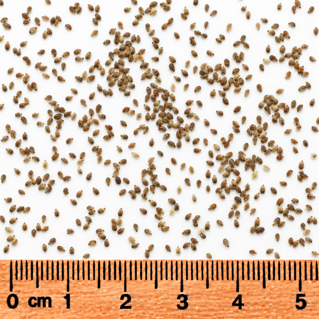 Water Horehound, Lycopus Seed
