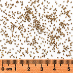Water Horehound, Lycopus Seed
