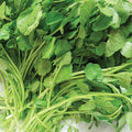 Upland, Cress Seed