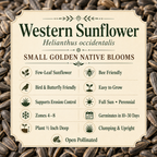 Western Sunflower growing attributes