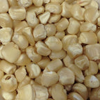 Hickory King White, Corn Seed