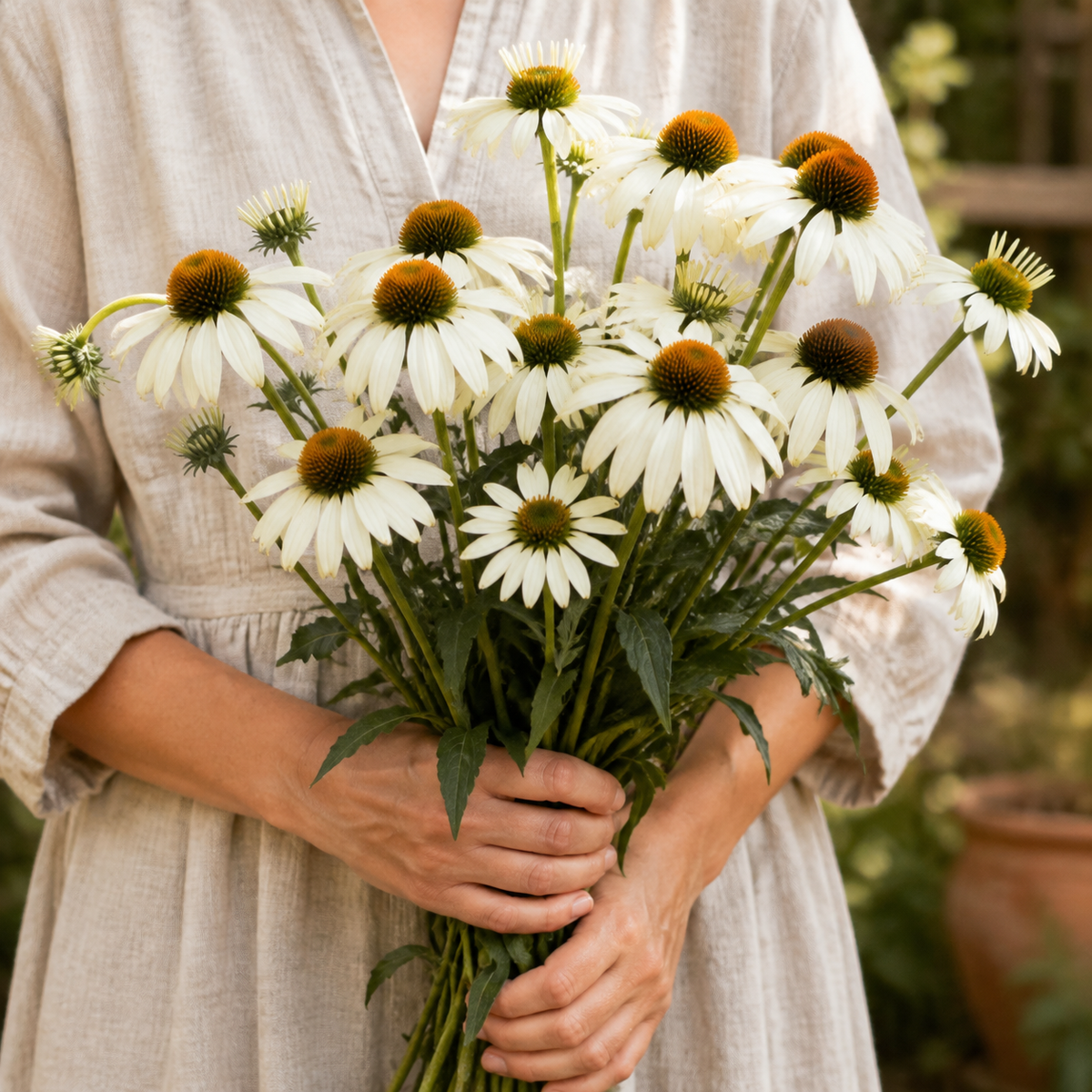 White Swan, Coneflower Seed