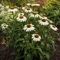 White Swan, Coneflower Seed