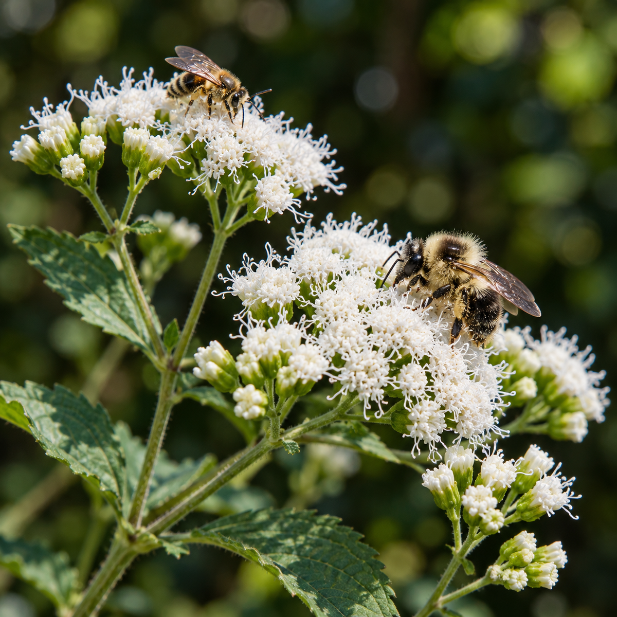 White Snakeroot, Ageratina Seed